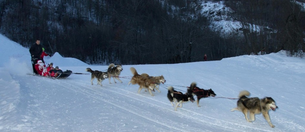 chiens de traineaux