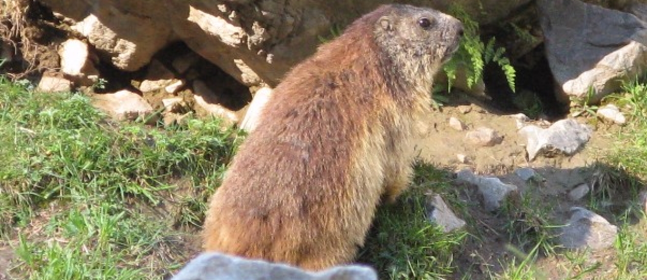 rencontre avec les marmottes